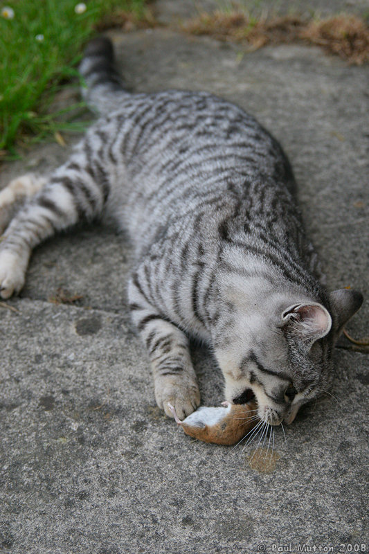 Photo IMG 4946 Cat eating a mouse